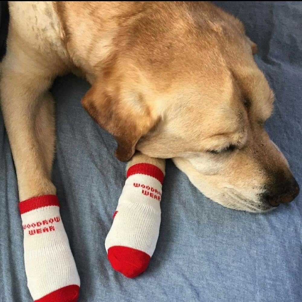 Power Paws Woodrow Wear Dog socks with grippers 1pr XXS